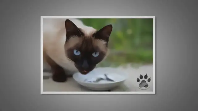 'Video thumbnail for How Do I Know If My Siamese Kitten Is Getting Enough To Eat?'