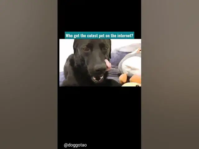 'Video thumbnail for Who got the cutest pet on the internet? #cutestpetoninternet #cutestdog #blacklabrador #sleepydog'