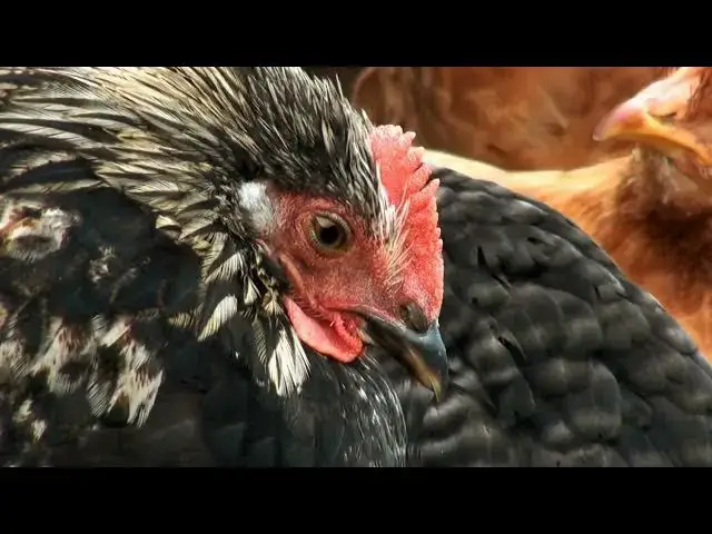 'Video thumbnail for "Nutrition: Cracking the Code for Optimal Chicken Breeds"'