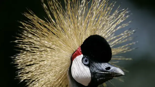 'Video thumbnail for The Pride of Africa: Efforts underway to protect Africa's endangered grey crowned crane'