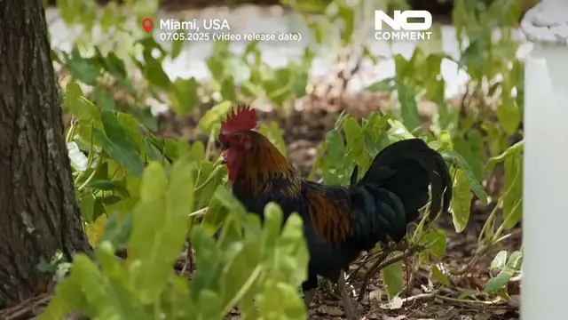 'Video thumbnail for Roaming roosters claim the streets of Miami'