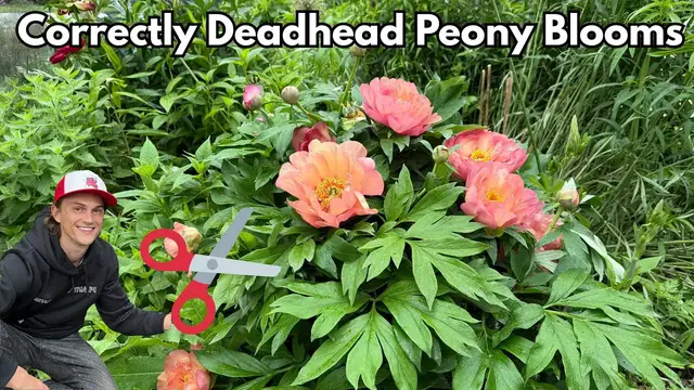 'Video thumbnail for Deadheading PEONY Flowers - the Correct way Keep Peonies Looking Healthy'