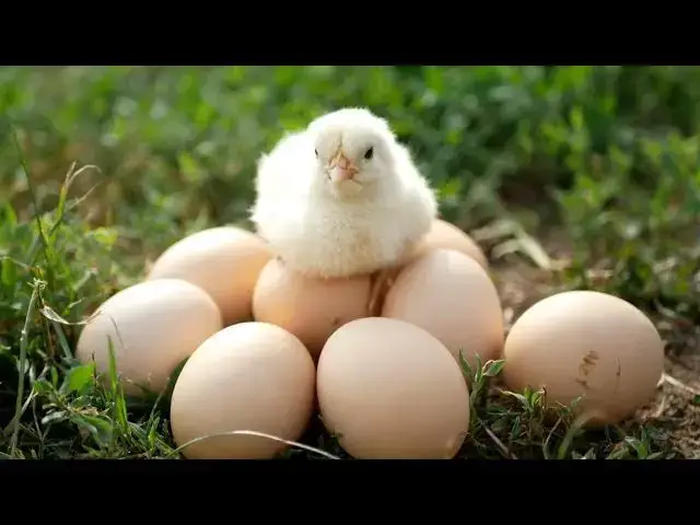 'Video thumbnail for What Plants and Foods Are Toxic to Chickens? Tips for Chicken Keepers'
