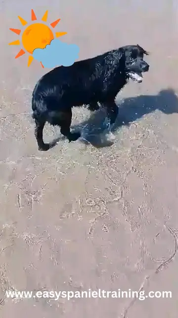 'Video thumbnail for Spaniels on the beach'