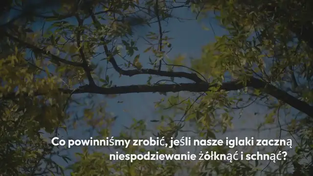 'Video thumbnail for Dlaczego iglaki żółkną i jak temu zaradzić?'
