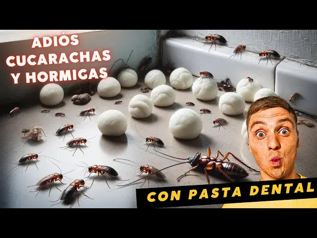 'Video thumbnail for El truco de la pasta de dientes para ahuyentar las cucarachas y las hormigas para siempre'