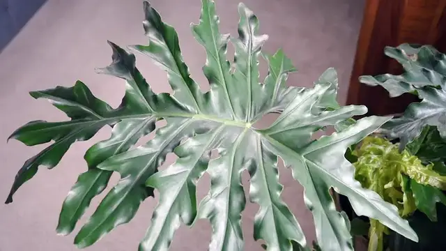 'Video thumbnail for How to Care for Your Tree Philodendron | The Plant Doctor'