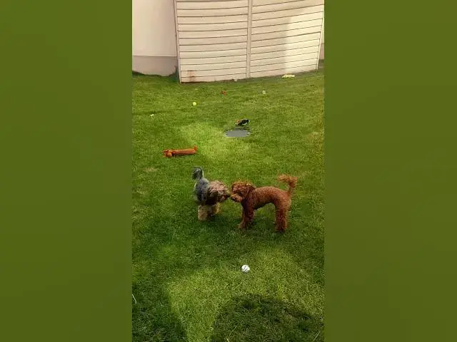 'Video thumbnail for 🎥 Ultimate Dog Playtime Montage: Maltipoo and Yorkshire Terrier Adventures! 🐾'