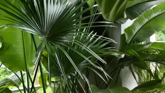 'Video thumbnail for Talking About Base Trays | The Plant Doctor'