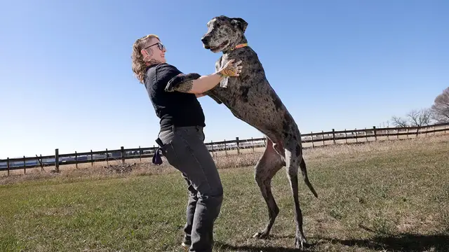 'Video thumbnail for Meet Reggie, the world's tallest dog'