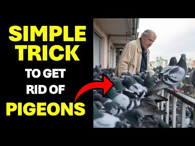 'Video thumbnail for How to get Rid of Pigeons on a Balcony With This Simple Trick'