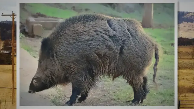 'Video thumbnail for The Razorback: History, Characteristics, and Origins of Feral Hogs'