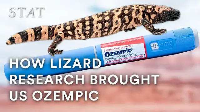 'Video thumbnail for Research funding has unexpected benefits. A lizard study led to Ozempic.'