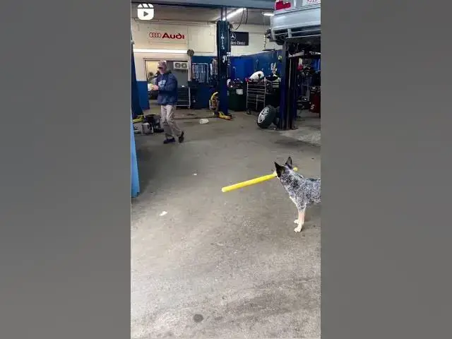 'Video thumbnail for Baseball ⚾ Doggo #dogblogger #smartdog #balldog #baseballdog #doghitball #fastdog'