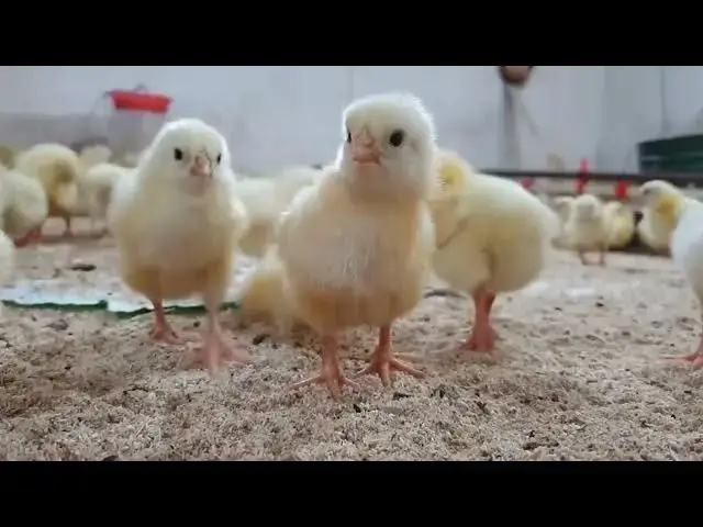 'Video thumbnail for "Managing Mites and Lice: 7 Proven Strategies for Backyard Flock Health"'
