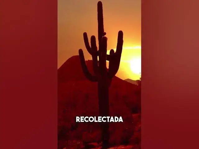 'Video thumbnail for El Humilde Cactus y Su Increíble Capacidad de Almacenamiento de Agua #plantas #cactus #americalatina'