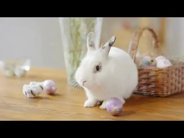 'Video thumbnail for "Rabbit Health | Managing Humidity Levels 40-60% Winter Survival Tips"'