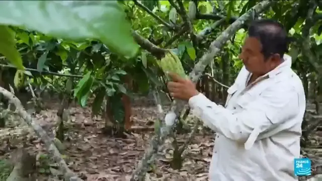 'Video thumbnail for Ecuador farmers cash in on surging cocoa prices'