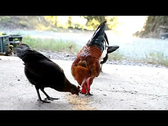 'Video thumbnail for How to Choose the Best Rooster Breed for Your Flock - A Brief Guide'