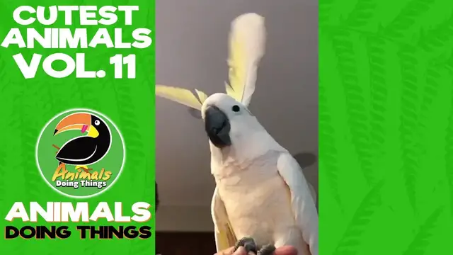 'Video thumbnail for Funny Animals Vol. 11 | Animals Doing Things'