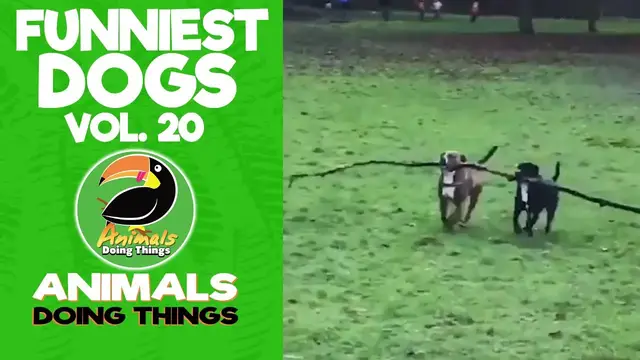 'Video thumbnail for Funny Dogs Vol. 20 | Animals Doing Things'