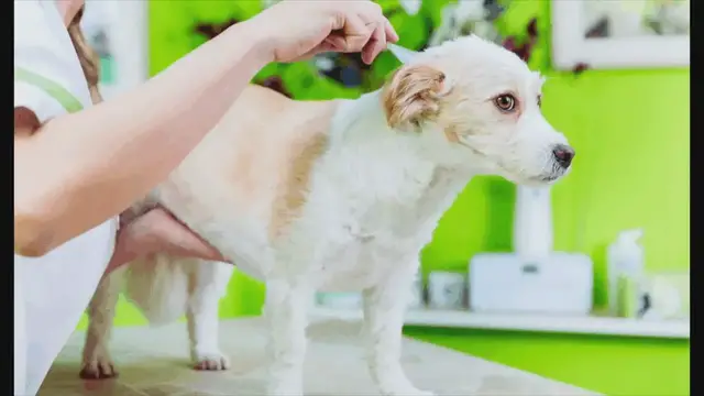 'Video thumbnail for Flea Prevention in Winter: Protecting Your Pets All Year Round'