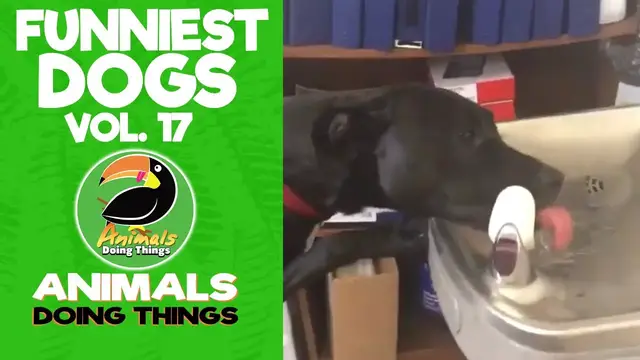 'Video thumbnail for Funny Dogs Vol. 17 | Animals Doing Things'