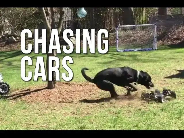 'Video thumbnail for Dog Chases R/C Truck Like a Wild Rabbit'