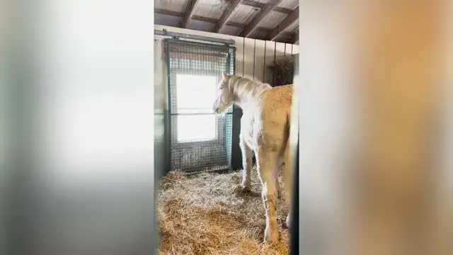 'Video thumbnail for Horse's Surprise Reunion With Stablemate Who Went To Hospital'