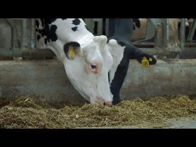 'Video thumbnail for The Fascinating World of Cow Pregnancy'