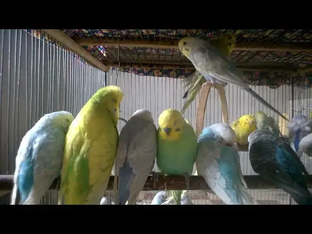 'Video thumbnail for Von Albino bis Zimtperle – Die seltensten Vogelmutanten der Welt 🌍🐦 #GenetikWunder #RareBirds'