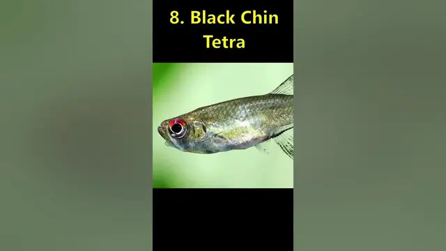 'Video thumbnail for 10 Tetras You Have Probably Never Heard Of!'