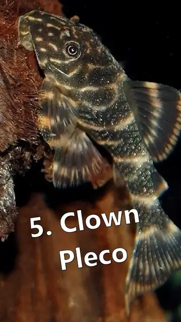 'Video thumbnail for Top 5 Algae Eaters For Red Cherry Shrimp Tank ? #shorts'