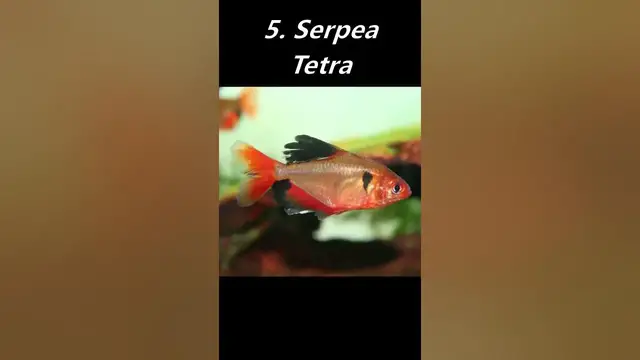 'Video thumbnail for Top 10 Most Popular Tetras In The Hobby!'