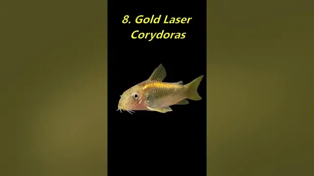 'Video thumbnail for 10 Most Popular Corydoras Species in the Hobby'