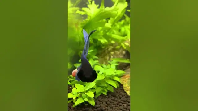 'Video thumbnail for Angry Betta!'