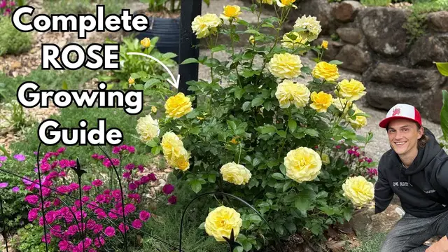 'Video thumbnail for Grow Beautiful ROSES - Best Pruning Technique - Fertilizer - Deadheading'