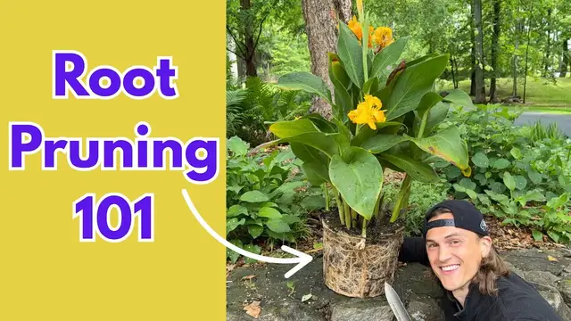 'Video thumbnail for ROOT PRUNING Tutorial - How to Do it Correctly & Why it is Beneficial'