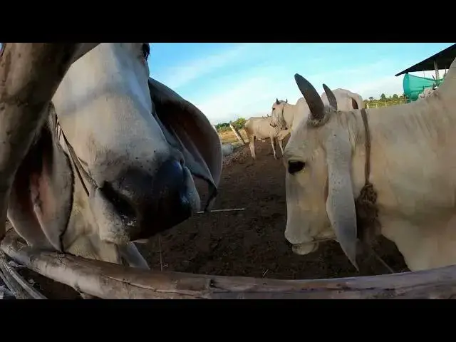 'Video thumbnail for How to Gain the Trust of  A Scared Cow'