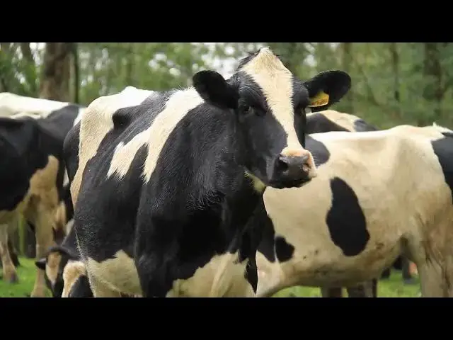'Video thumbnail for How to Tell if a Cow Likes You'