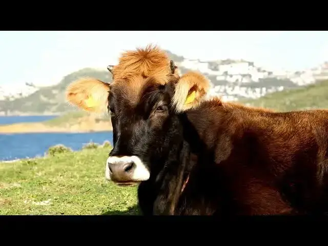 'Video thumbnail for The Donkey to Livestock Ratio'