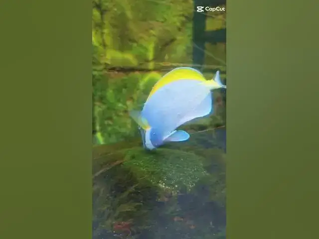 'Video thumbnail for Oceanarium, Bournemouth #Bournemouth #londonwithkasia h'