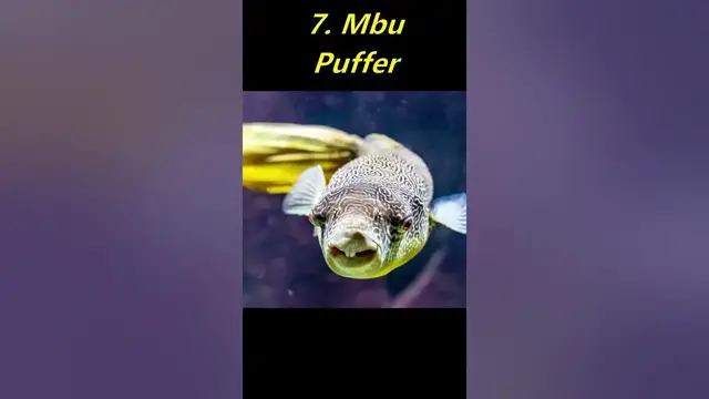 'Video thumbnail for Top 10 Puffer Fish for Freshwater Aquariums'