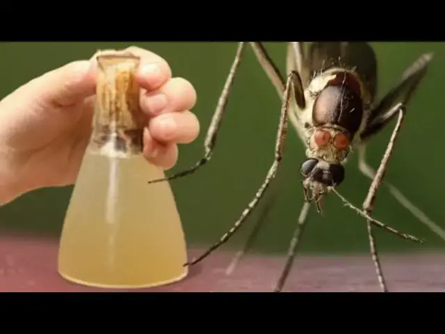 'Video thumbnail for ¡ESTO es más fuerte que 100 repelentes! No más mosquitos ¡COMPROBADO!'