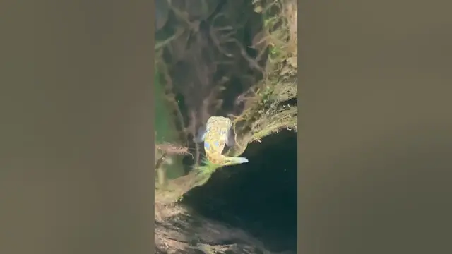 'Video thumbnail for Dwarf Pufferfish Looking For Food!'