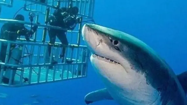 'Video thumbnail for The Massive Great White Shark That Got Caught On Camera'
