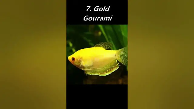 'Video thumbnail for 10 Highest Selling Gourami Species!'