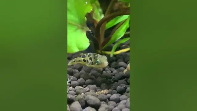 'Video thumbnail for Dwarf Pufferfish Cruising Around!'