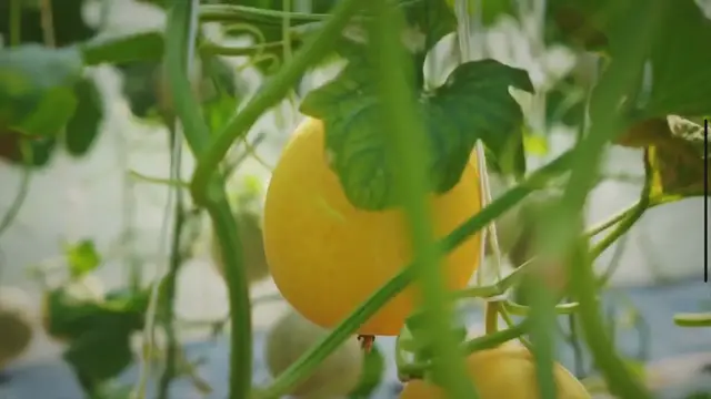 'Video thumbnail for From Soil to Harvest: Mastering Spring Garden Prep for Bountiful Growth and Success'