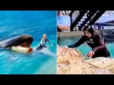 'Video thumbnail for The Horrific Killer Whale Attack On Tamarie Tollison (*REAL FOOTAGE*)'